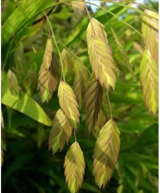 Chasmanthium latifolium Plattährengras im Topf, grün - Bild 1