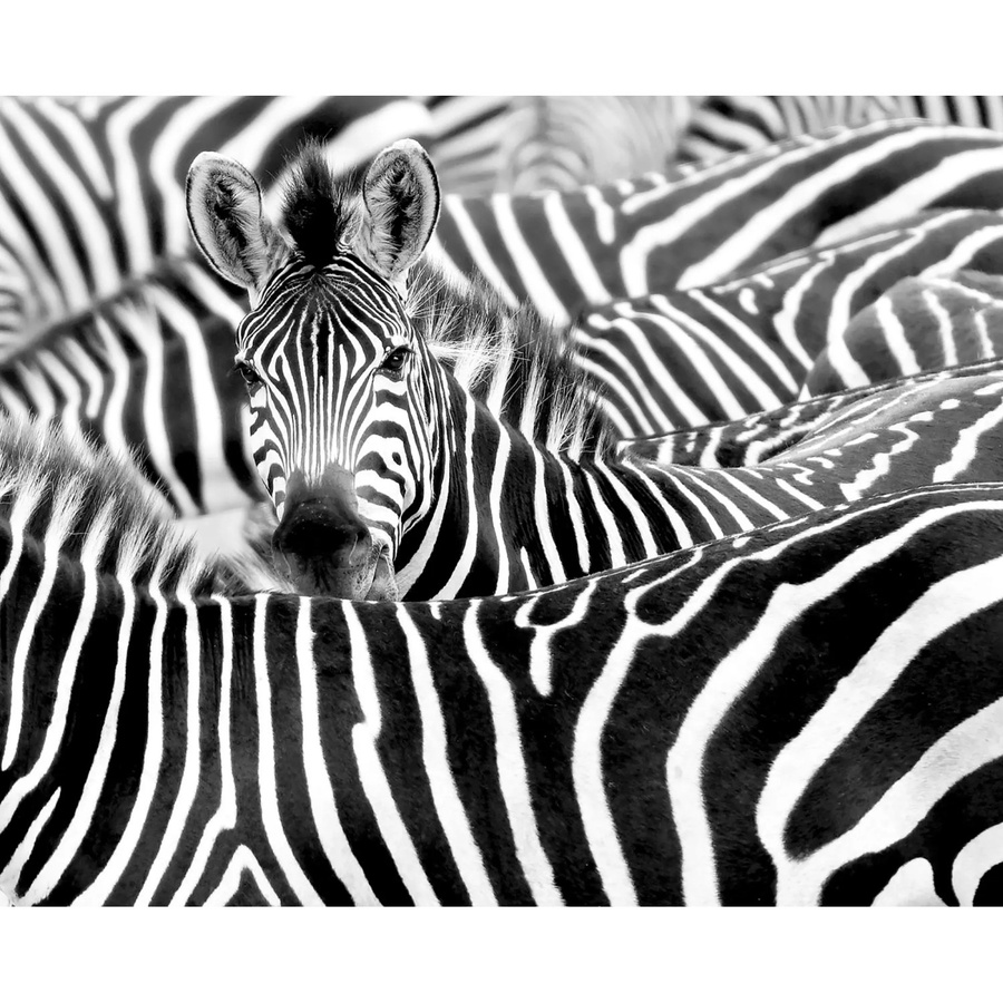 Rasch Digitaldruck African Queen III Zebra Tapete in Schwarz-Weiß, Breite: 3,00 m, Höhe: 3,71 m - Bild 2