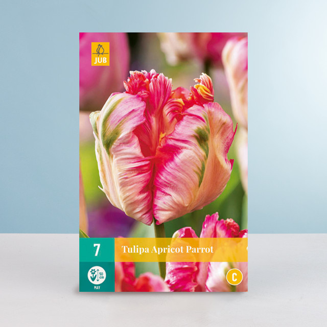 BLUME2000 Gefüllte späte Tulpe Apricot Parrot mit 7 Zwiebeln für Beet, Kübel, Balkon oder Terrasse - Bild 1