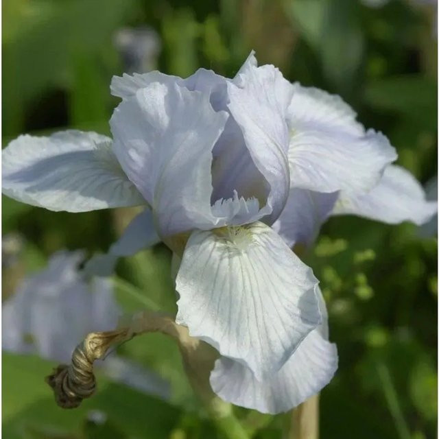 Zwergschwertlilie Iris barbata als mehrjährige Beetpflanze von Nr-01.de - Bild 1