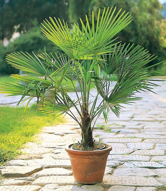 Winterharte Kübel-Palme 2er-Set - Bild 1
