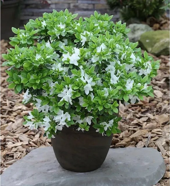 Japanische Azalee Diamant Weiß Rhododendron obtusum Zwerg Alpenrose von Nr-01.de - Bild 1