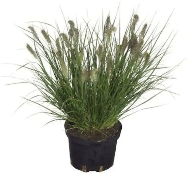 Lampenputzergras Cassian Pennisetum alopecuroides im Topf, grün - Bild 1