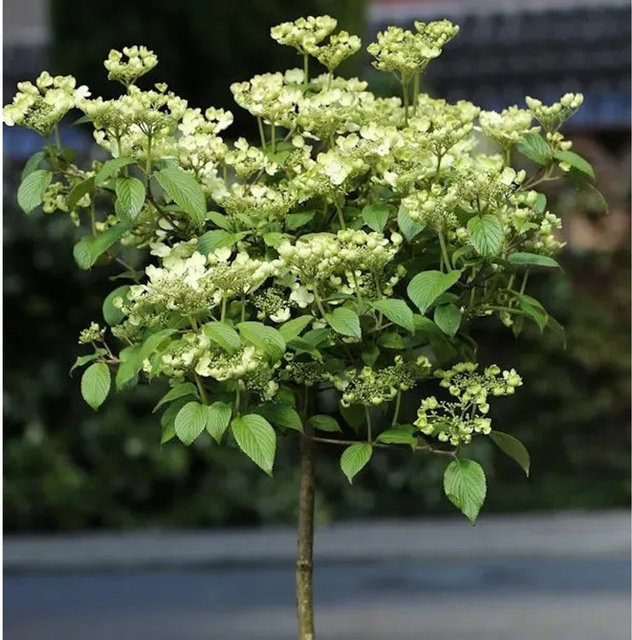 Rosa Pyramiden Schneeball Molly Schroeder Viburnum plicatum Hochstamm - Bild 1