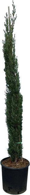 Sunny-Tree Italienische Zypresse Sempervirens Totem, immergrün und winterhart, Höhe: 140 cm - Bild 1