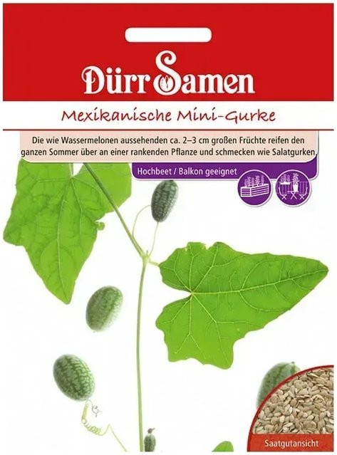 Dürr Mexikanische Mini-Gurke Saatgut für Gemüse - Bild 1