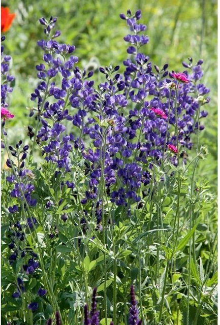 Blauer Eisenhut Aconitum Napellus von Pflanzen für dich, Topfgröße: 11 x 11 cm - Bild 1