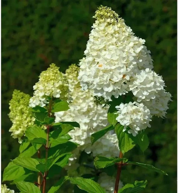 Rispenhortensie Magical Moonlight Hydrangea paniculata weiß von Die Nr-01.de - Bild 1