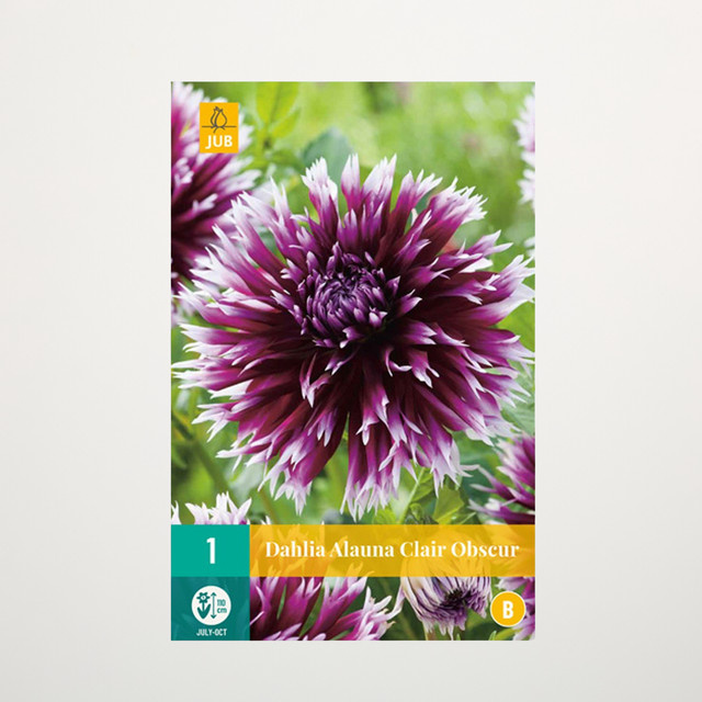 Splitt-Dahlie Alauna Clair Obscur Knolle von BLUME2000 - Bild 1