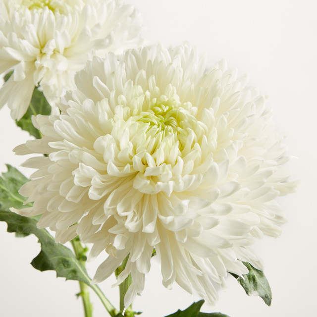 Weiße Deko Chrysanthemen von Blume2000 - Bild 1