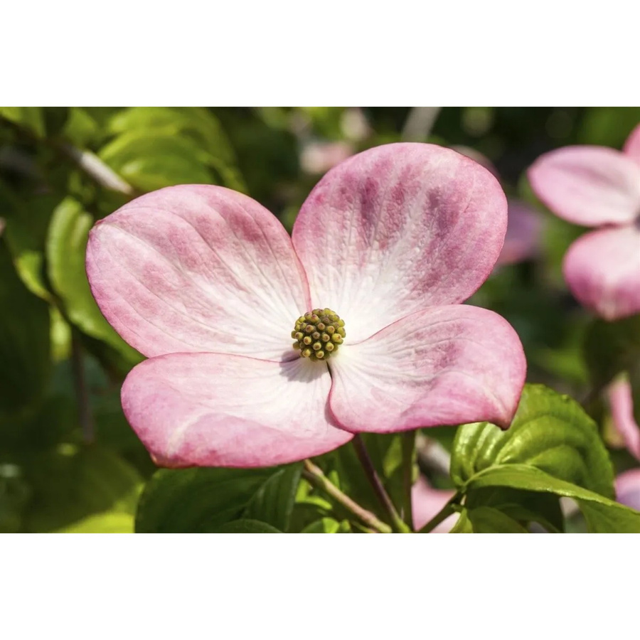 Cornus Kousa Satomi Compact Japanischer Blumen-Hartriegel Rosa 40–60 cm - Bild 2