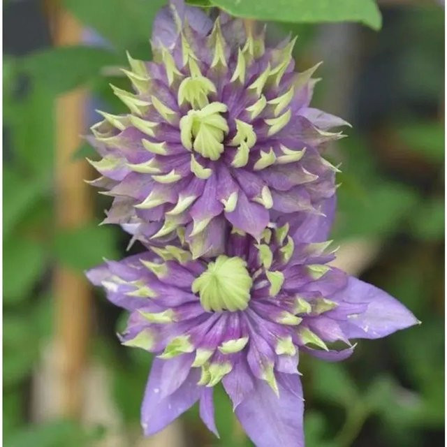 Clematis Waldrebe Taiga Lila Kletterpflanze für den Garten - Bild 1