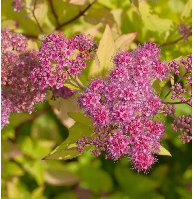 10x Sommerspierstrauch Goldflame Spiraea japonica als Heckenpflanze oder Solitärpflanze in Pink/Blaurot - Bild 1