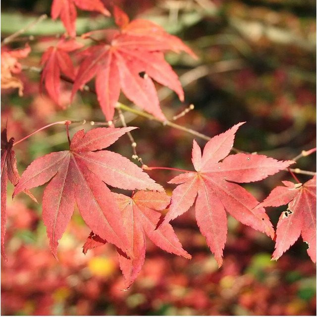 Arborix Fächerahorn Atropurpureum Acer palmatum Dunkelrot im Container, Höhe: 55 cm - Bild 1