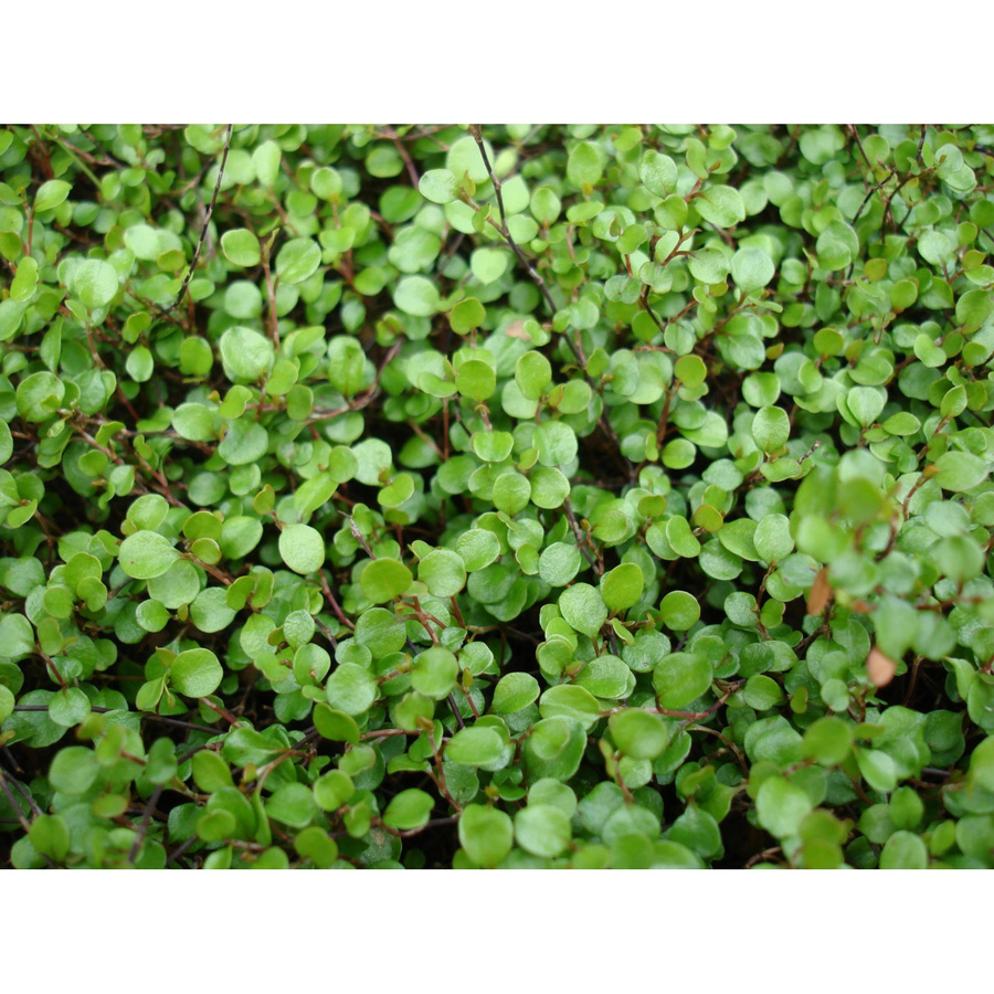 Helix Teppich-Scheinknöterich Muehlenbeckia axillaris als Bodendecker im Topf mit einem Durchmesser von ca. 9 cm - Bild 2