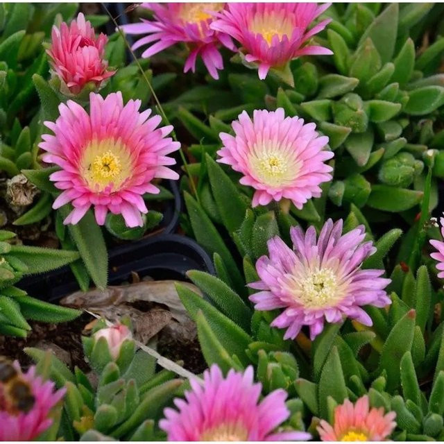 Delosperma sutherlandii Peach Star Violettes Mittagsblümchen als pflegeleichter Bodendecker für Garten und Freiflächen - Bild 1