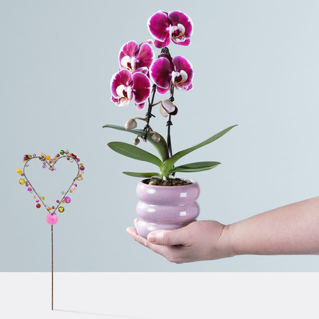 Phalaenopsis Orchidee mit Perlen von BLUME2000 im Übertopf
