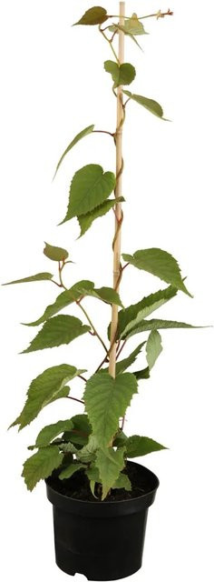 GROW by OBI Kiwi Jenny Actinidia chinensis Pflanze in Topf, Höhe: 30 - 40 cm - Bild 1
