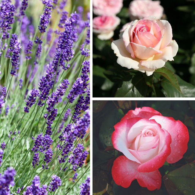 Duftendes Rosen- & Lavendelbeet von Mein schöner Garten Shop, 7 Pflanzen in Rosa und Bunt für den Garten und Außenbereich - Bild 1