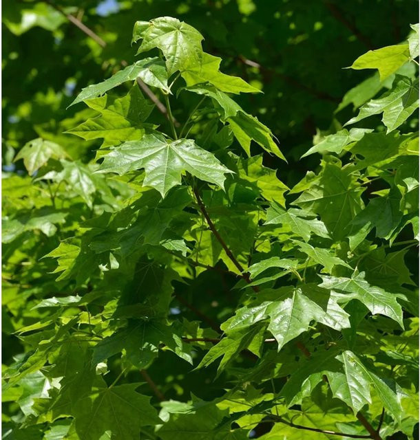 Zwerg Spitz-Ahorn Nowusch Acer platanoides in Grün, Höhe: 60-80 cm - Bild 1