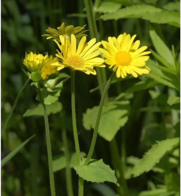 Doronicum pardalianches Gämswurz Goldstrauß gelbe Staude im Topf - Bild 1