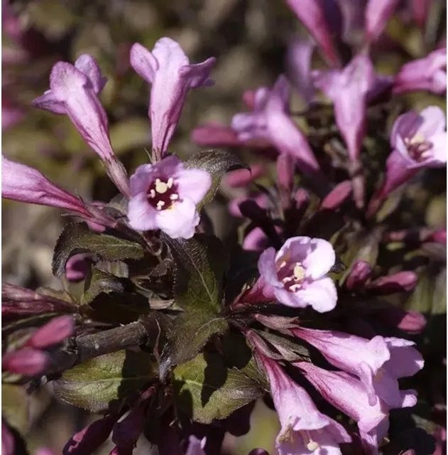 Purpurweigelie Weigela florida als Ziergehölz und Heckenpflanze in Purpur, Höhe: 150 cm - Bild 1
