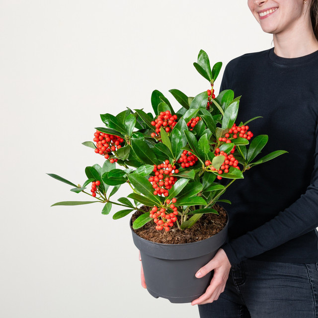 Skimmie japonica Temptation von BLUME2000 mit Beeren als Zierstrauch für Garten, Beet oder Kübel - Bild 1