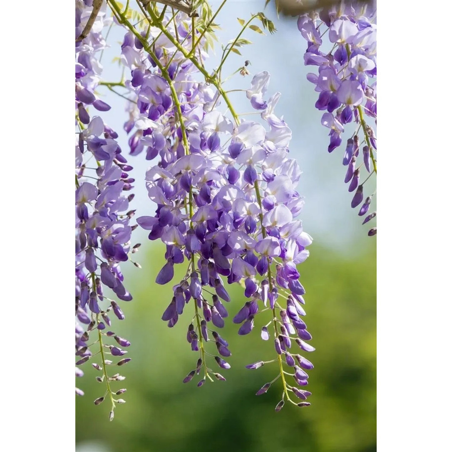 Wisteria Sinensis Prolific Chinesischer Blauregen von Pflanzen für dich, Höhe: 60–100 cm - Bild 2
