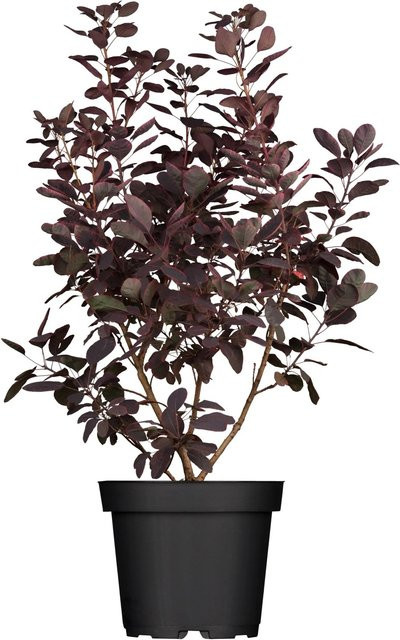 OBI Perückenstrauch Cotinus coggygria Royal Purple Rot Höhe: 30 - 40 cm - Bild 1