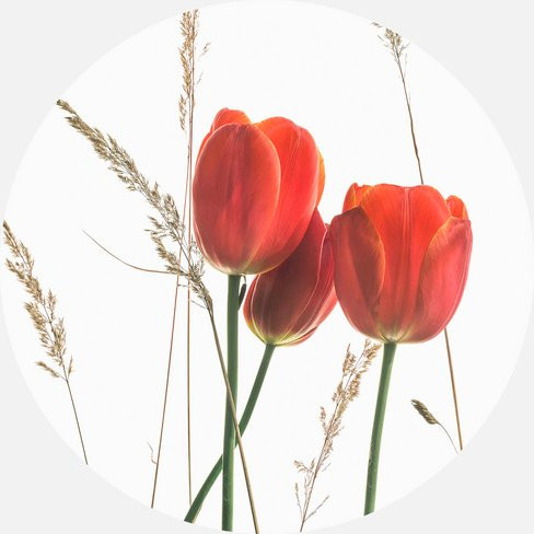 K&L Wall Art Vliestapete Kadam Rote Tulpene, runde Wandgestaltung mit floralem Motiv, mehrfarbig und matt - Bild 1