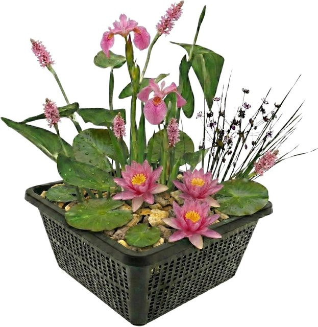 Vdvelde Mini Teichpflanzen Set Rosa mit 4 Wasserpflanzen, Teichkorb, Substrat und Dünger für Teiche und Schalen - Bild 1