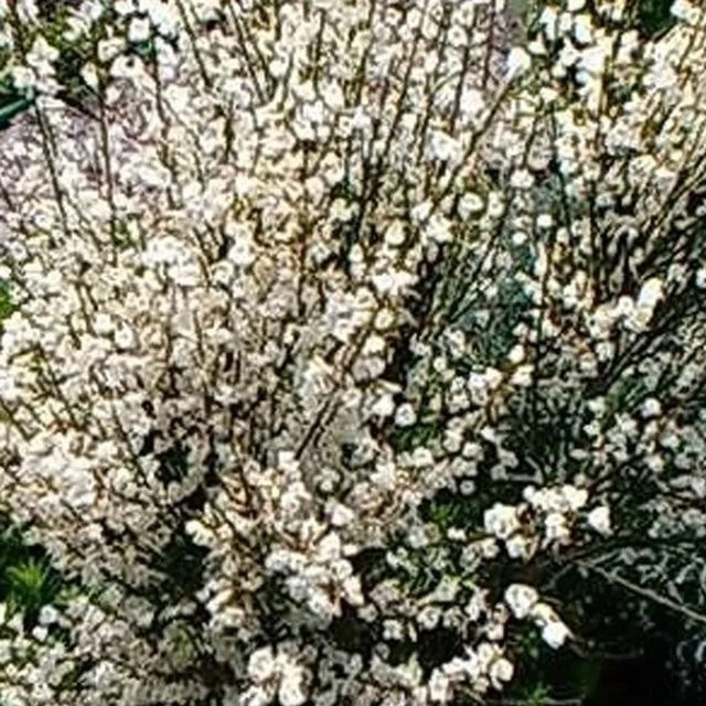 Arborix Frühlingsginster Albus Cytisus praecox mit weißen Blüten im Container - Bild 1