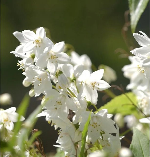 Deutzia gracilis Maiblumenstrauch mit weißen Blüten, Höhe: 20-30 cm - Bild 1