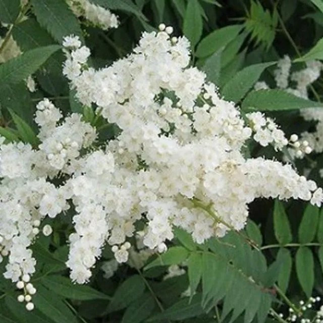 Arborix Fiederspiere Sorbaria sorbifolia als weiße Zierstrauch-Gruppenpflanzung im Container, Höhe: 40 bis 60 cm - Bild 1