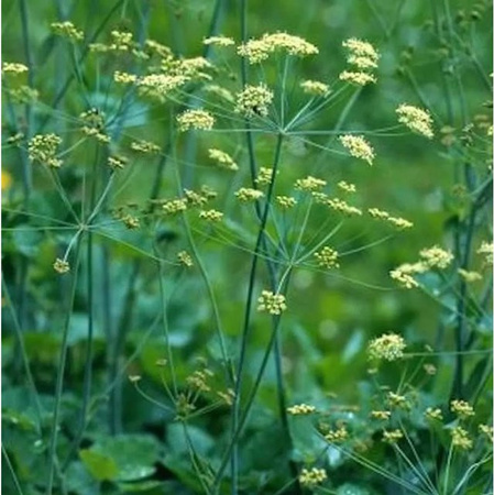Kleine Bibernelle Pimpinella saxifraga von Nr-01.de als mehrjährige Pflanze für naturnahe Gärten und Freiland