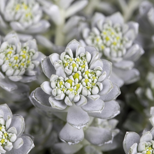 3er Set Sedum spathulifolium Silberspatel-Fettblatt von BLUME2000 als mehrjährige Bodendecker-Pflanze - Bild 1