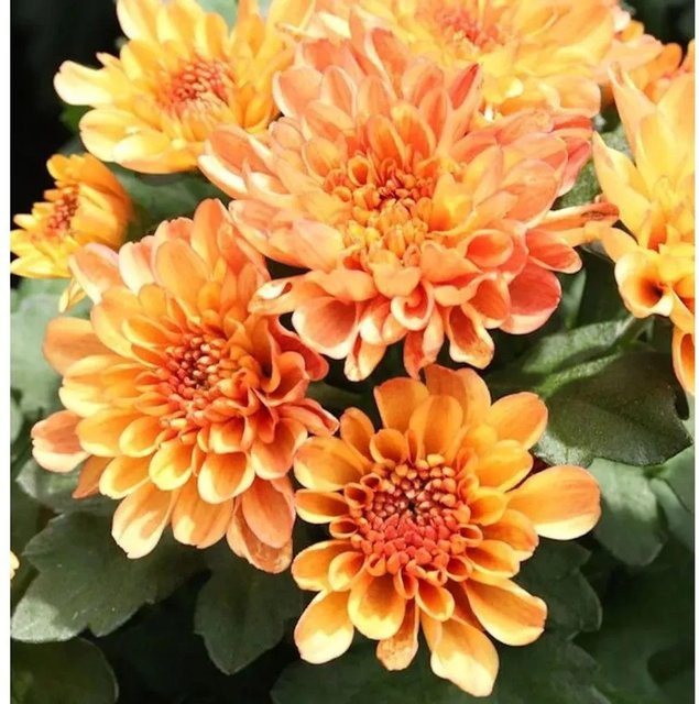 Winteraster Mandarin Chrysanthemum hortorum Stauden von Nr-01.de - Bild 1