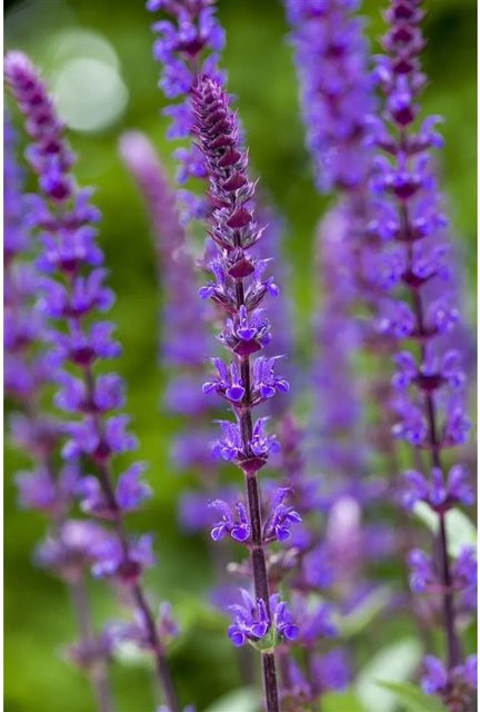 Salvia Nemorosa Caradonna Steppen-Salbei von Pflanzen für dich im 9x9 cm Topf - Bild 1