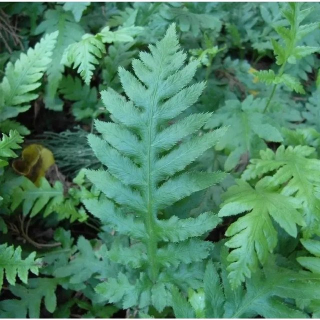 Woodwardia fimbriata Fransen Kettenfarn als grüne Gartenpflanze - Bild 1