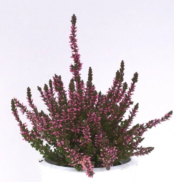 10x Calluna vulgaris Knospenheide Gardengirls Susanne in Pink und Purple - Bild 1