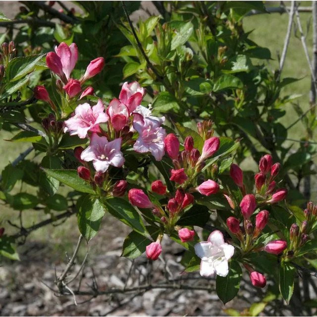 Weigela florida Carnaval Ziergehölz Strauch in Pink, Höhe: 80-100 cm - Bild 1