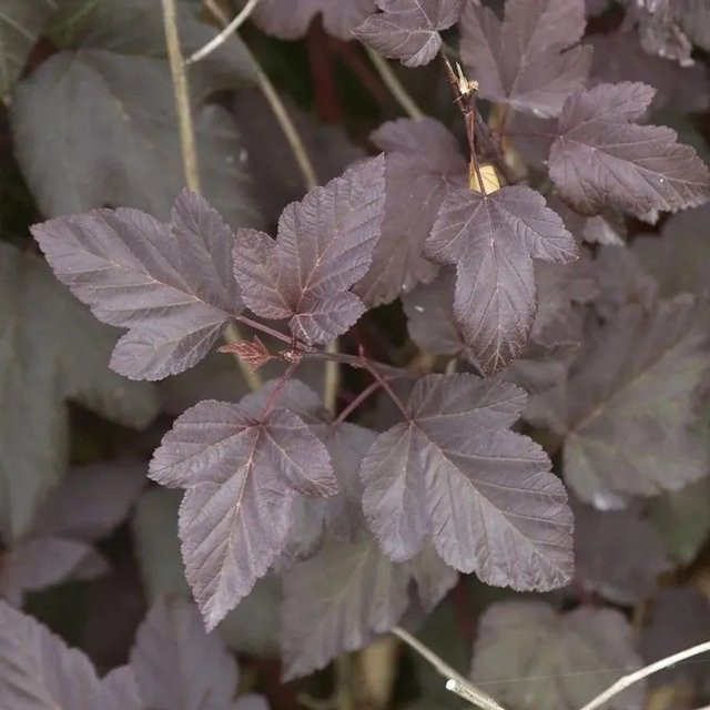 Rotblättrige Blasenspiere Physocarpus opulifolius Strauch in Rot und Weiß, Höhe: 30-40 cm - Bild 1