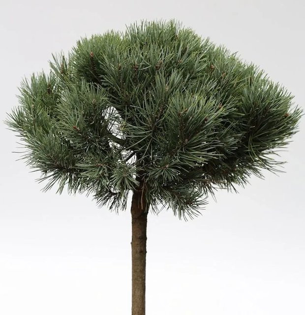Die Nr-01.de Silberkiefer Pinus sylvestris als Hochstamm in Silberblau und Grün, Höhe: 60-80 cm - Bild 1