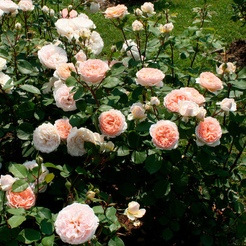 KORDES ROSEN Beetrose Märchenzauber in Rosa mit gefüllter apricotfarbener Blüte - Bild 2