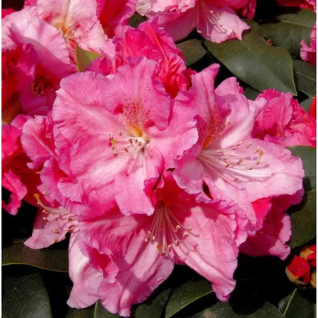 INKARHO Rhododendron Caruso Alpenrose in Pink, großblumiger Zierstrauch für den Außenbereich