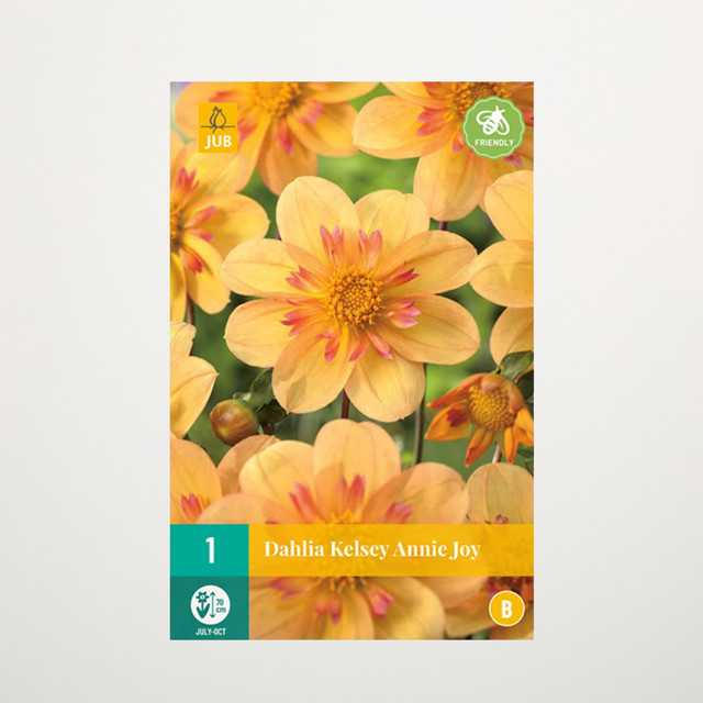 Halskrausen-Dahlie Kelsey Annie Joy Knolle von BLUME2000 - Bild 1