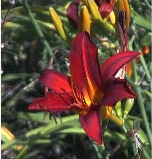 Hemerocallis Taglilie Rajah als mehrjährige Staude für Beet und Garten - Bild 1