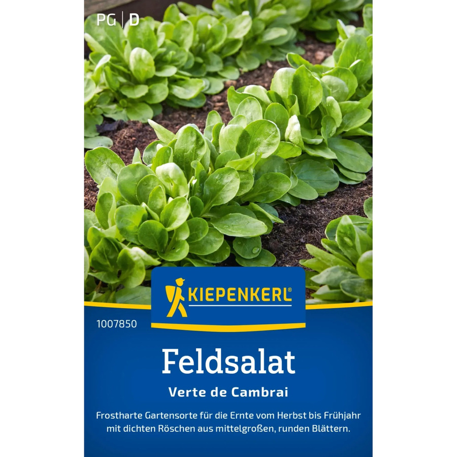 Kiepenkerl Feldsalat Verte de Cambrai Saatgut - Bild 2