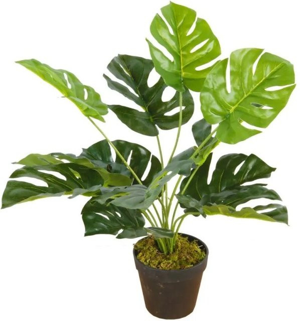 Lex Kunstpflanze Monstera Tischpflanze in Grün mit 12 Blättern, Höhe: 45 cm - Bild 1