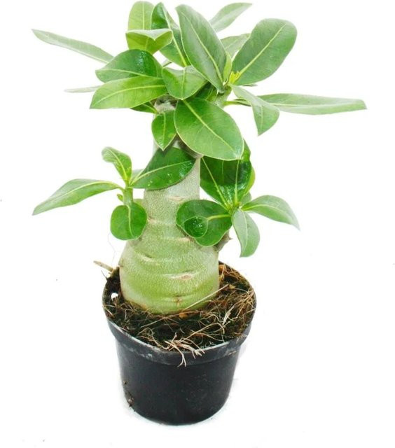 Exotenherz Adenium obesum Kleine Wüstenrose in hellen Farben im 9cm Topf - Bild 1